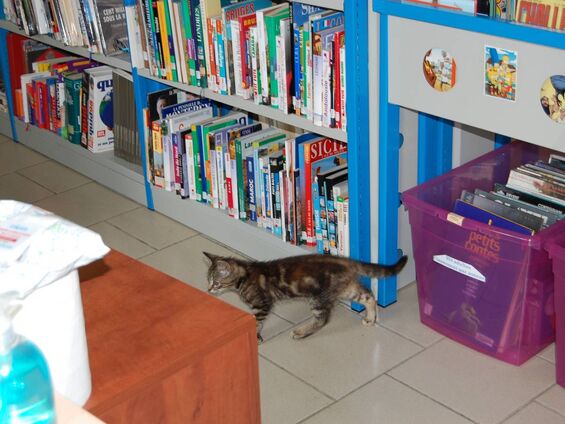 Petit chat curieux