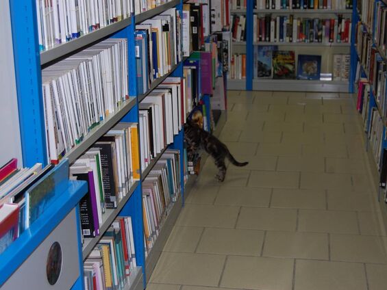 qu'est ce que cherche ce petit chat, une souris ? ou un rat de bibliothèque?