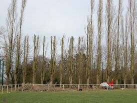 Elagage des peupliers au terrain de football