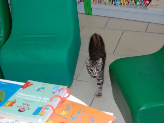 un petit visiteur à la bibliothèque
